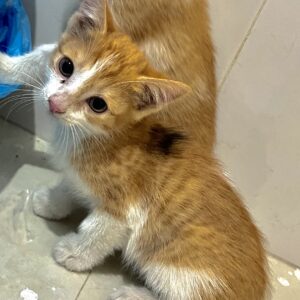 بچه گربه کوچولوی دوست داشتنی