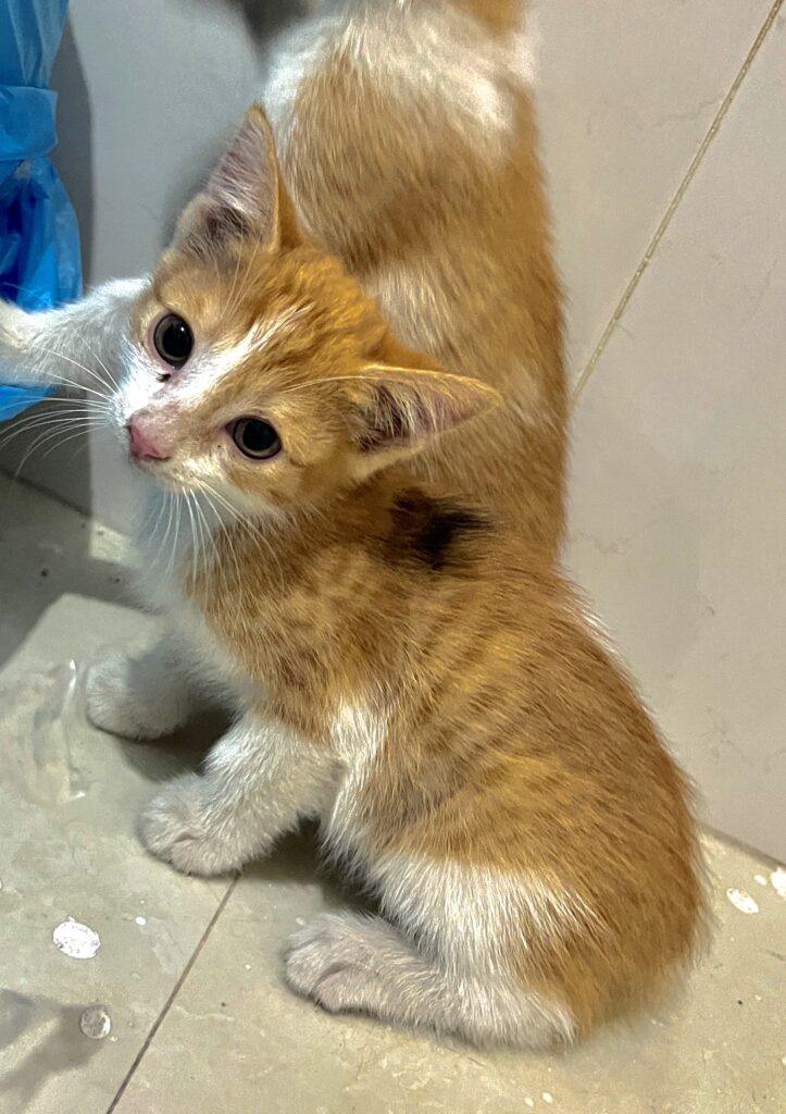 بچه گربه کوچولوی دوست داشتنی
