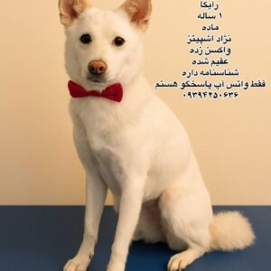 دختر یک ساله اشپیتز