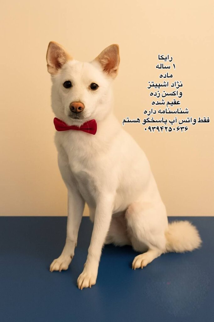 دختر یک ساله اشپیتز