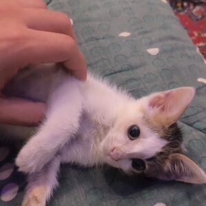 بچه گربه های کاملا خونگی و مهربون