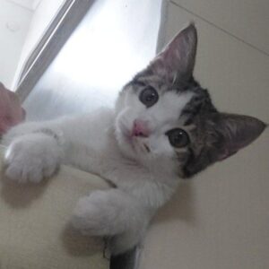 گربه ۴ ماهه DSH