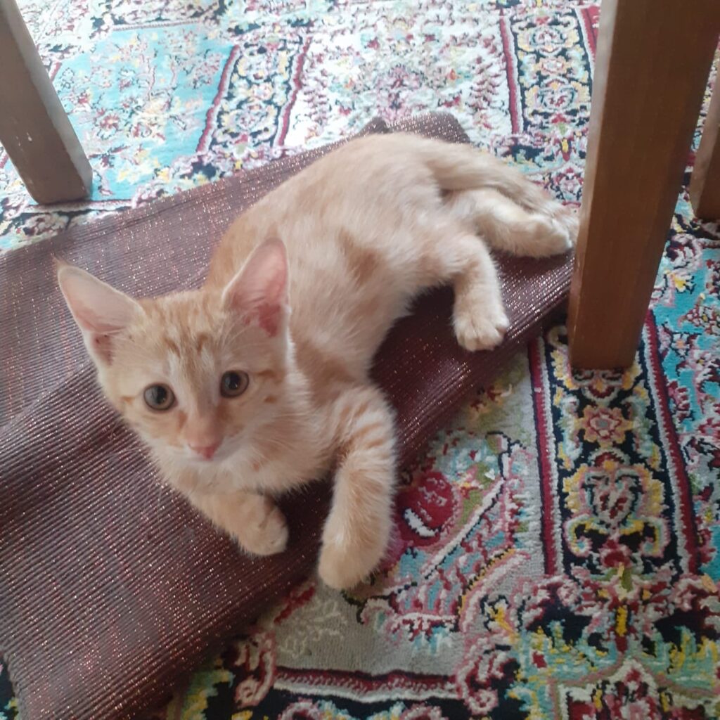 بچه گربه دو ماهه