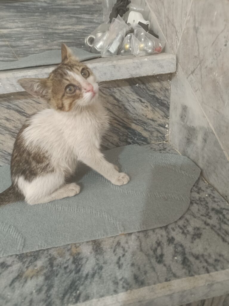 واگذاری بچه گربه DSH