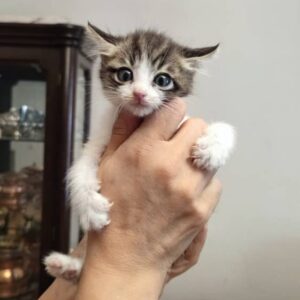 بچه گربه 50 روزه