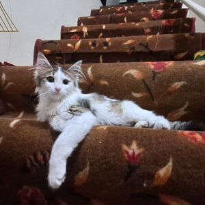 گربه نر 3ماه