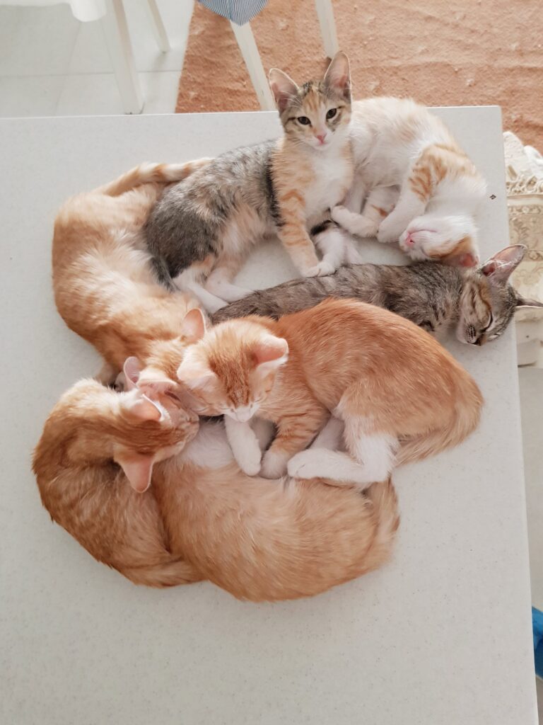 واگذاری بچه گربه (۵ پسر نارنجی، ۱دختر مشکی، ۱دخترسه‌رنگ)