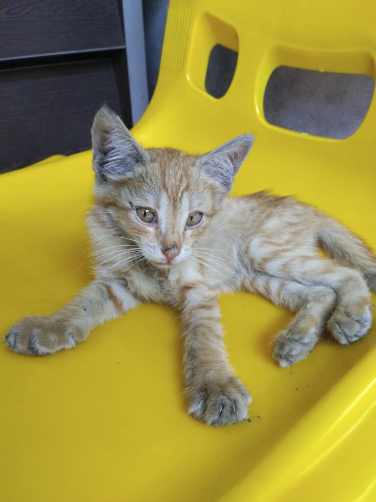 بچه گربه نارنجی