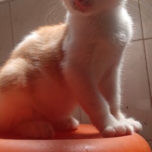 بچه گربه نارنجی نر
