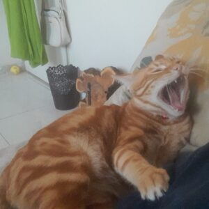پیشی نارنجی🧡