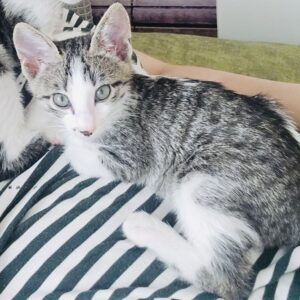 بچه گربه نازملوس دختر دو ماهه