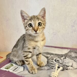 بچه گربه مهربون و ملوس