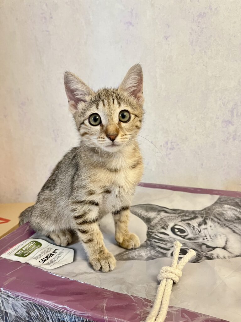 بچه گربه مهربون و ملوس