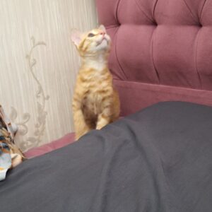 واگزاری گربه ماده نارنجی ۲ماهو نیک