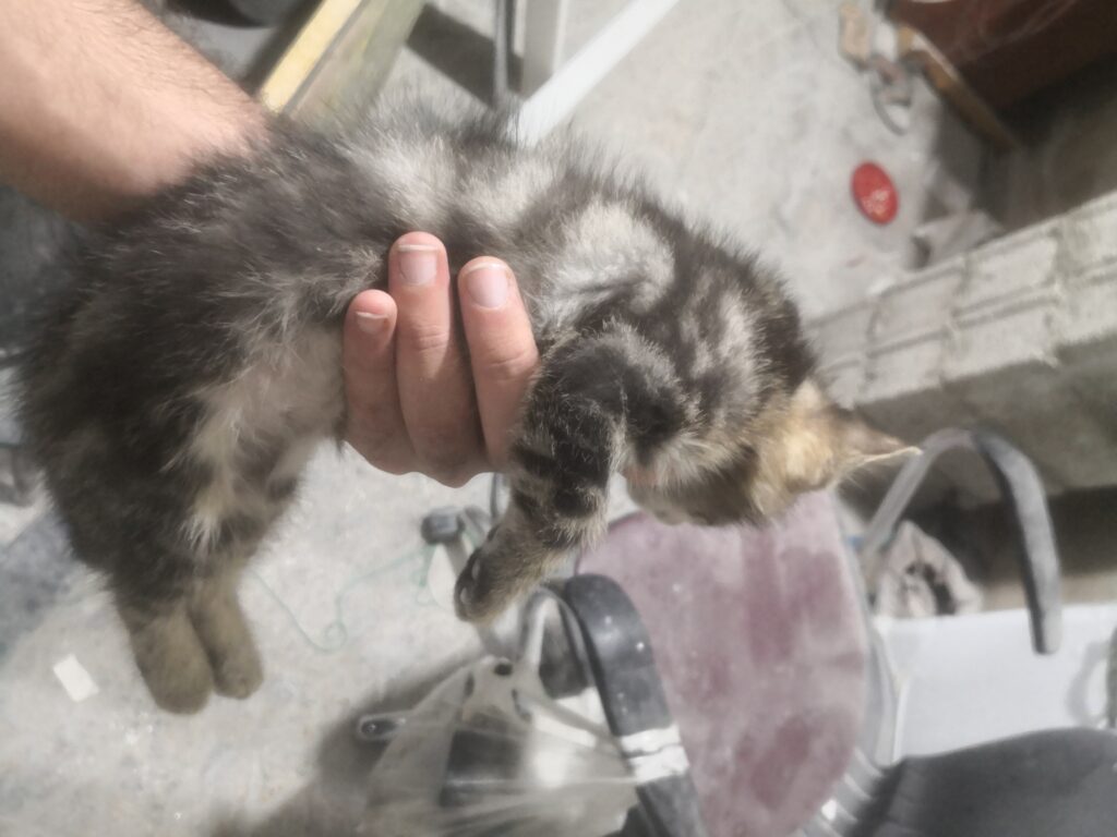 بچه گربه 2ماهه