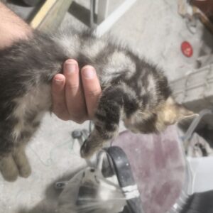 بچه گربه 2ماهه