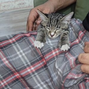 گربه