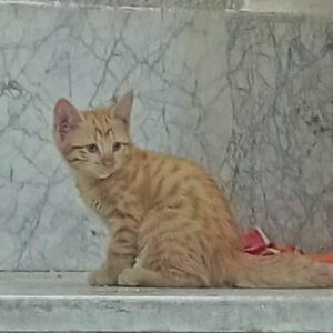واگذاری دختربچه نارنجی ملوس