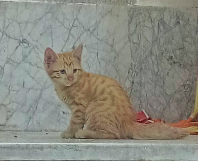 واگذاری دختربچه نارنجی ملوس