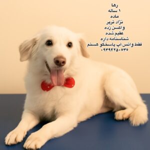 دختر یک ساله تریر