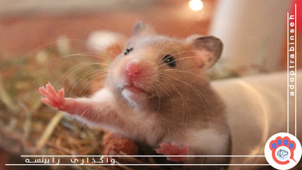 بازی کردن با همستر