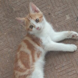 واگذاری دوعدد بچه گربه