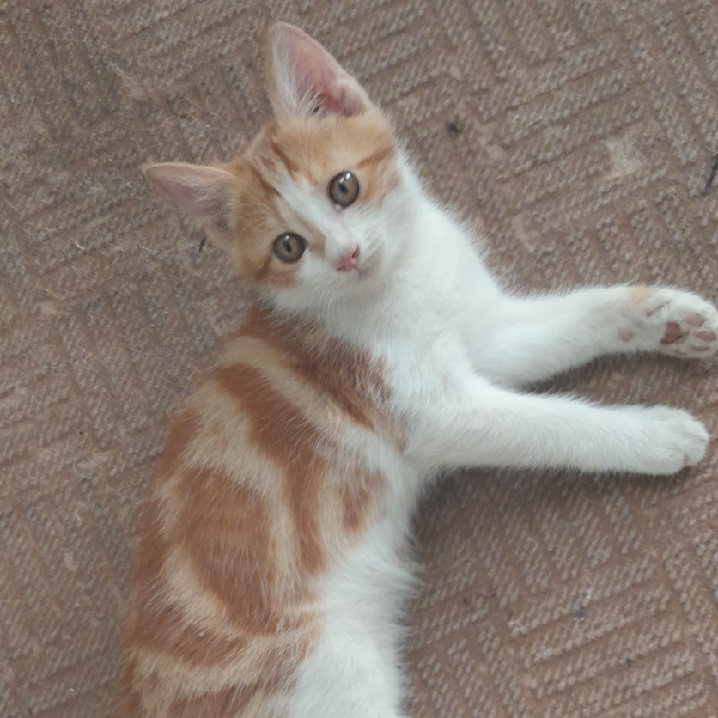 واگذاری دوعدد بچه گربه