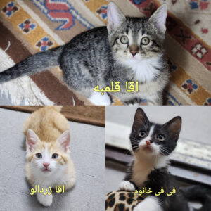 واگذاری