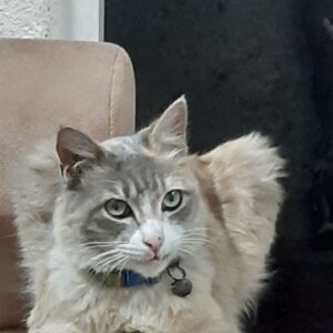 گربه گمشده