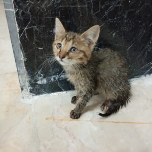یه بچه گربه بی کس و تنها