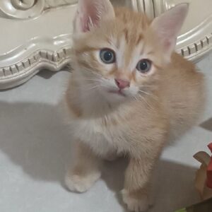 مامان گربه و بچه گربه نارنجیش
