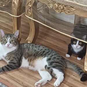 واگذاری دو گربه باهم به خانواده گربه دوست