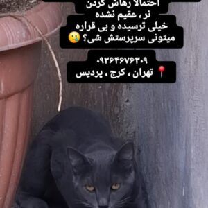 یه گربه از نژاد راشن بلو که گویا تو ۱۲ روز جنگ رها سازی شده دنبال یه سرپرست مهربونم