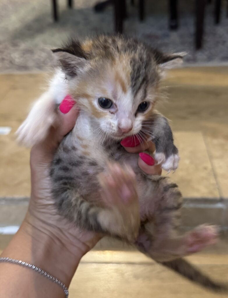 گربه نوزاد