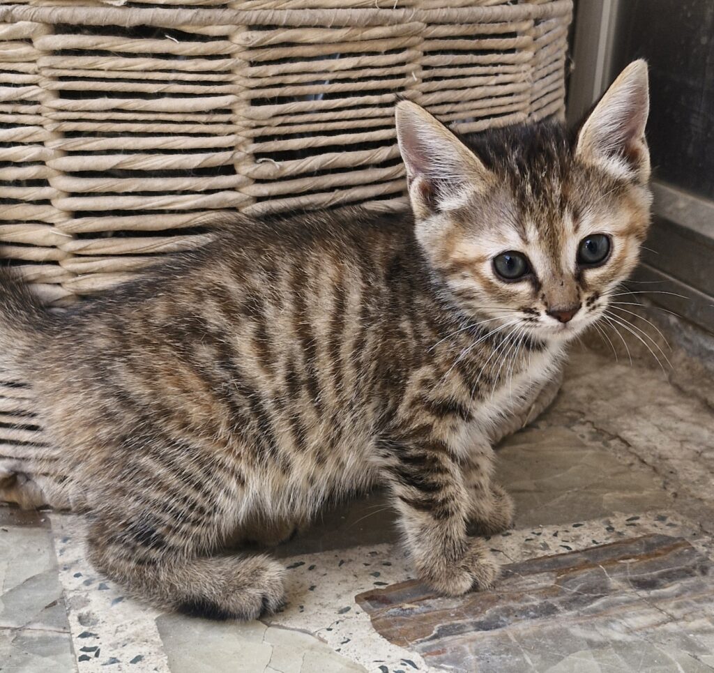 واگذاری گربه۲ماه ونیمه