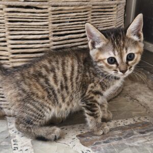 واگذاری گربه۲ماه ونیمه