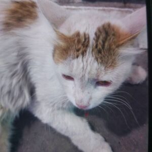 گربه دستی رها شده