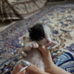 یک گربه کوچولو پیدا شده