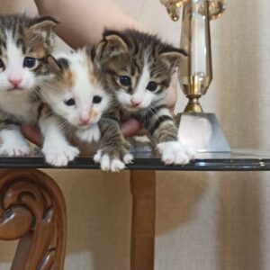 بچه گربه‌های ناز