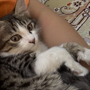گربه dlh بازیگوش