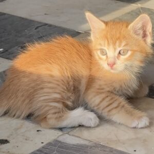 بچه گربه نارنجي رنگ زيبا، واگذاري فقط فقط فقط به خانواده يا خانم متعهد و دلسوز به حيوانات