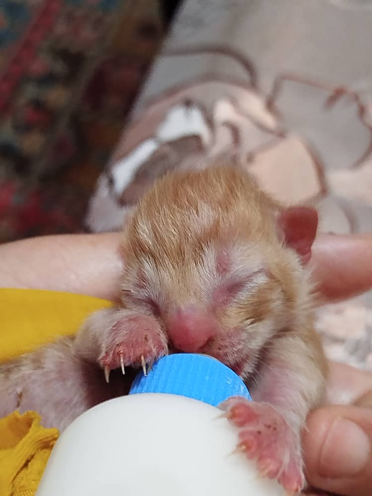 واگذاری بچه گربه