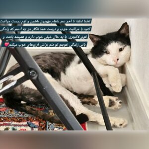 واگذاری رایگان با وسایل تاکسیدوی خوابالو