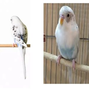 پرنده گمشده مرغ عشق سفید ابی