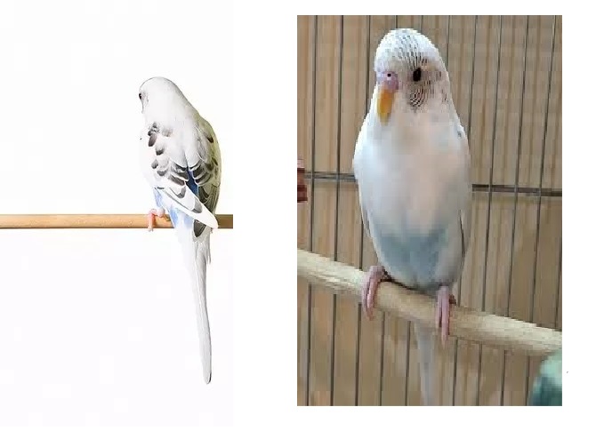 پرنده گمشده مرغ عشق سفید ابی