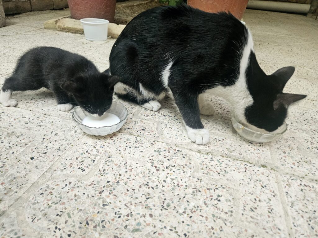 گربه مادر همراه یک بچه