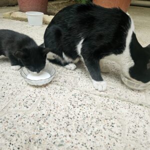 گربه مادر همراه یک بچه