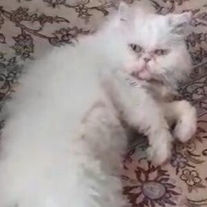 پرشین فلت