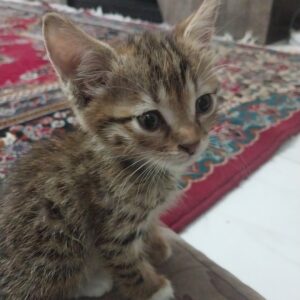 گربه نر یک ماهه