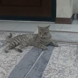 گربه طوسی.